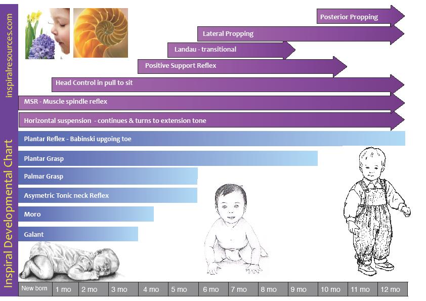 Infant Reflex Integration Chart